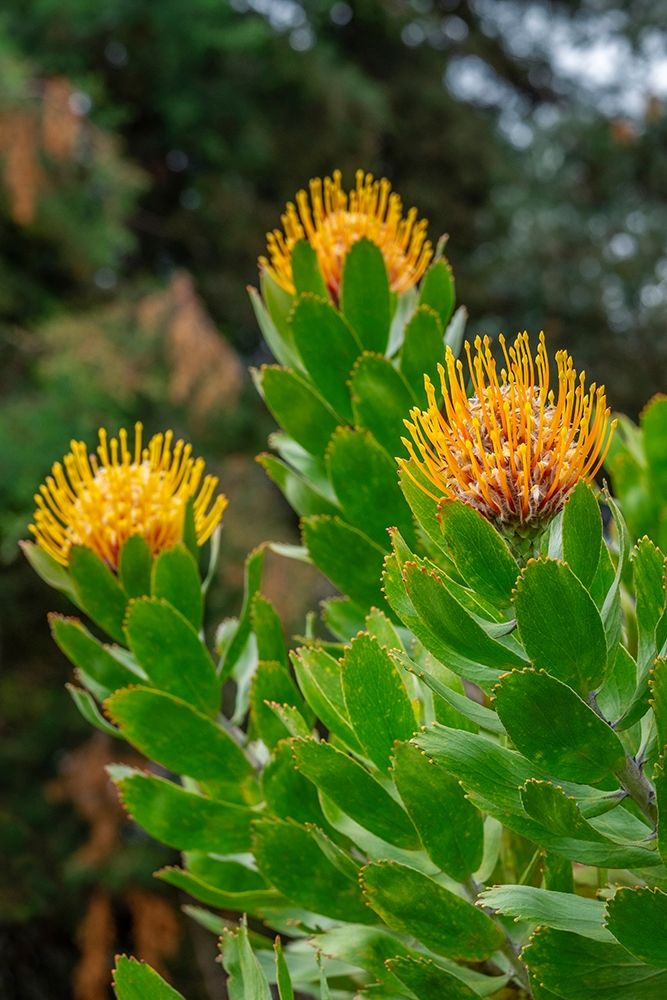 Pincushion flower